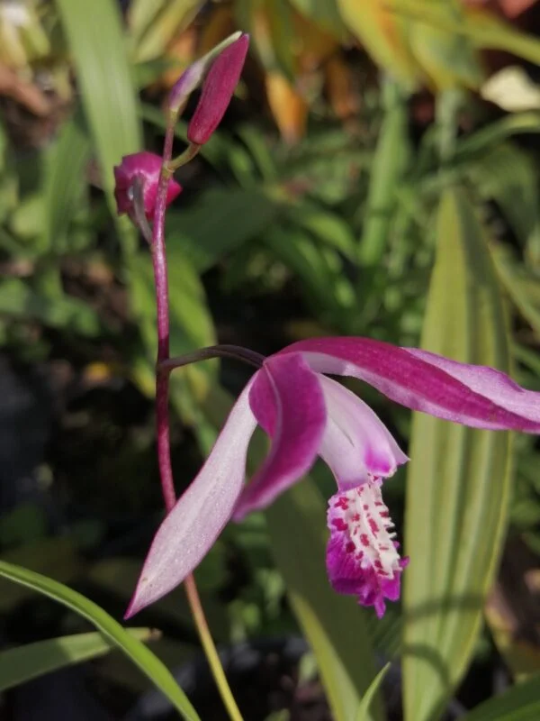 Bletilla striata, foto 2