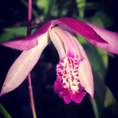 Bletilla striata