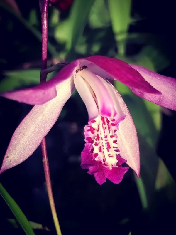 Bletilla striata, pianta da esterno