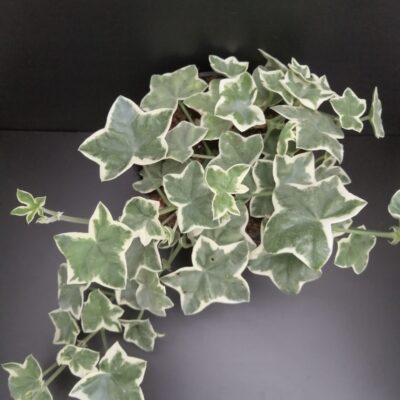 Pelargonium L'Elegante