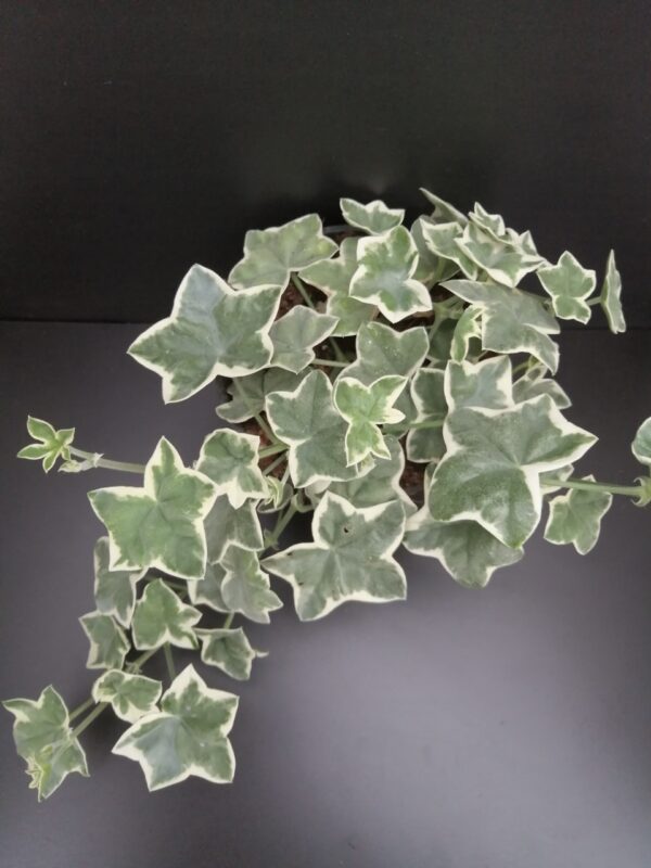 Pelargonium L'Elegante