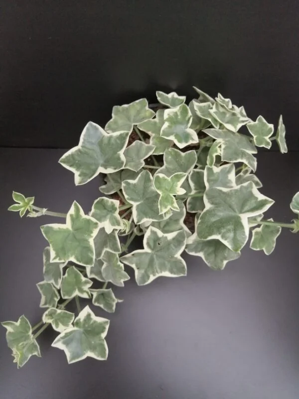 Pelargonium L’Elegante, pianta da esterno