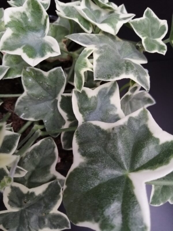 Pelargonium L'Elegante - immagine 2
