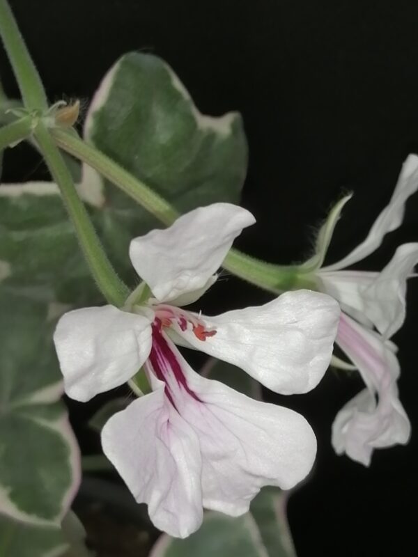 Pelargonium L'Elegante - immagine 3