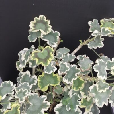 Pelargonium Betwix zonale Variegato Tricolor