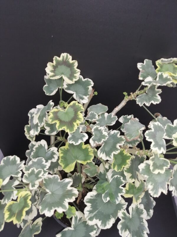 Pelargonium Betwix zonale Variegato Tricolor