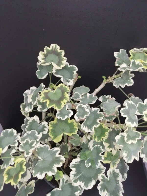 Pelargonium Betwix zonale Variegato Tricolor, pianta da esterno