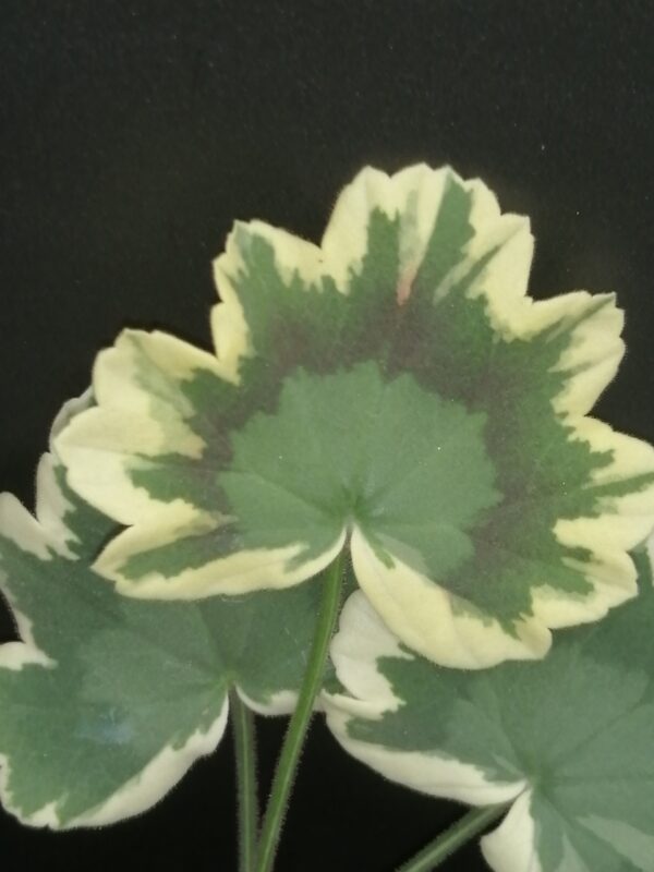 Pelargonium Betwix zonale Variegato Tricolor - immagine 2