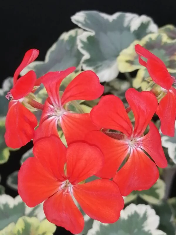 Pelargonium Betwix zonale Variegato Tricolor, foto 3