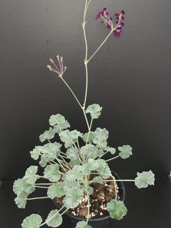 Pelargonium sidoides - immagine 2
