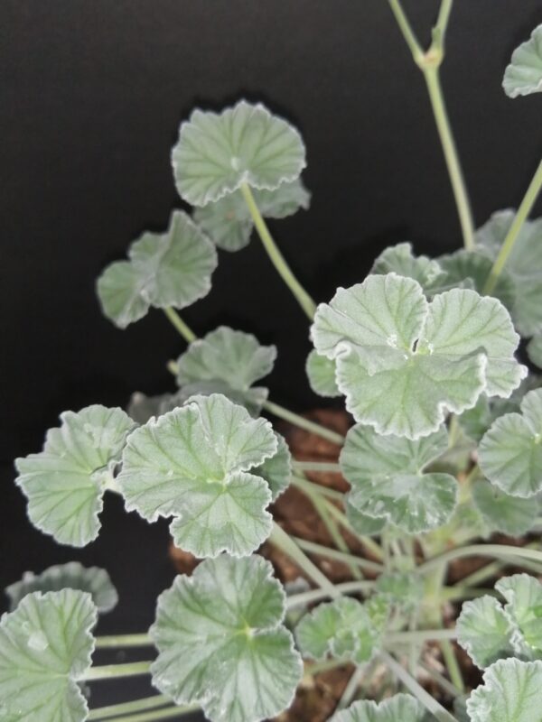 Pelargonium sidoides - immagine 3