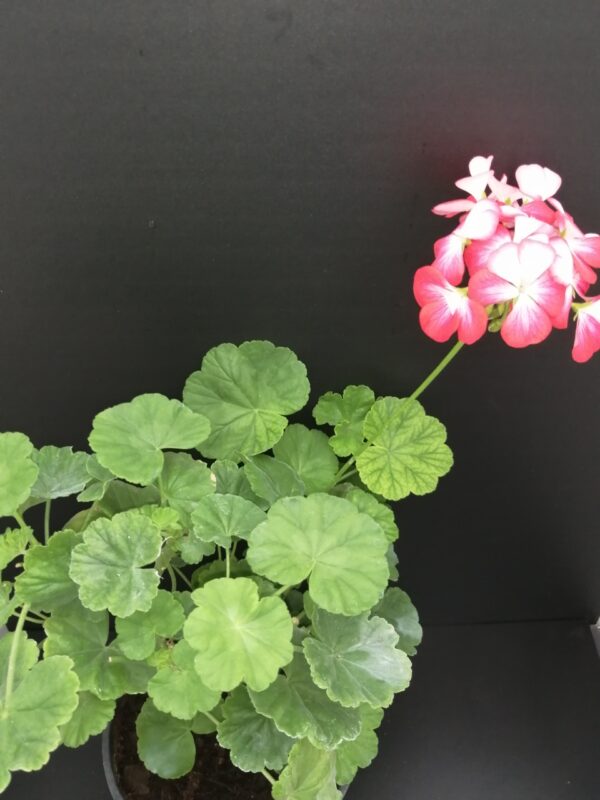 Pelargonium Cherry Bunny - immagine 2