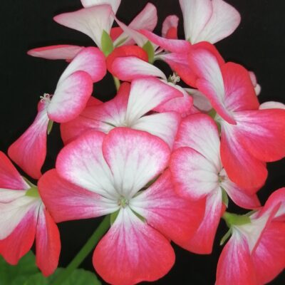Pelargonium Cherry Bunny