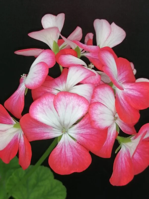 Pelargonium Cherry Bunny, pianta da esterno