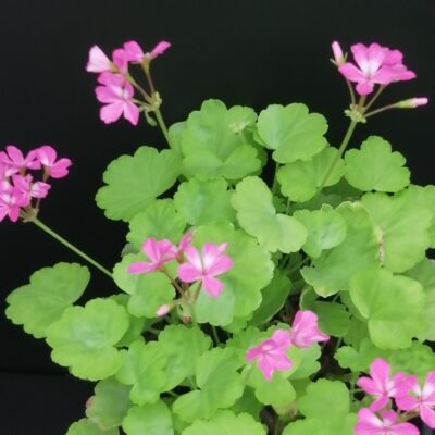 Pelargonium 'Green Gold Petit Pierre'
