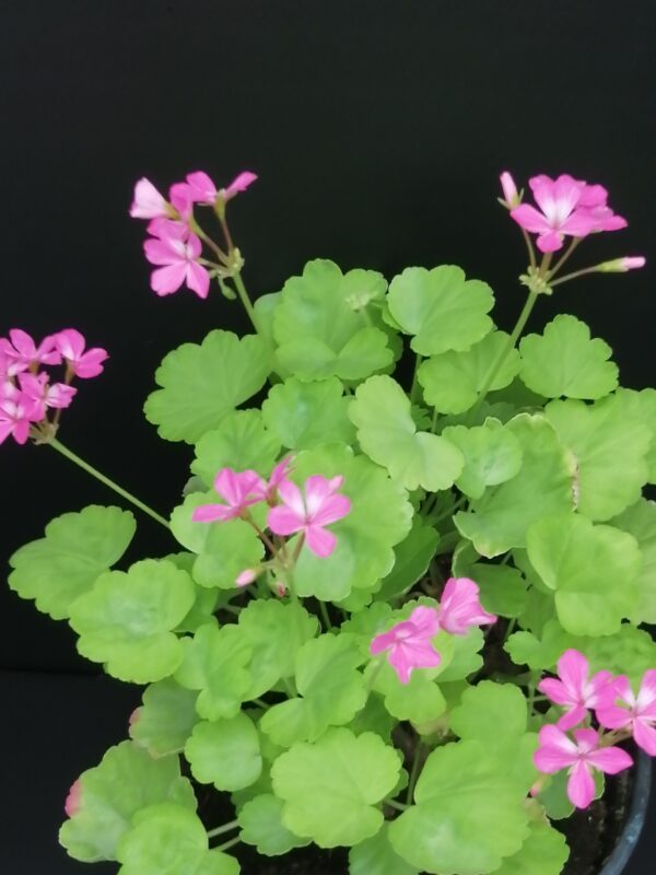 Pelargonium 'Green Gold Petit Pierre'