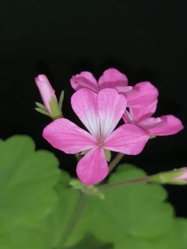 Pelargonium 'Green Gold Petit Pierre', foto 3
