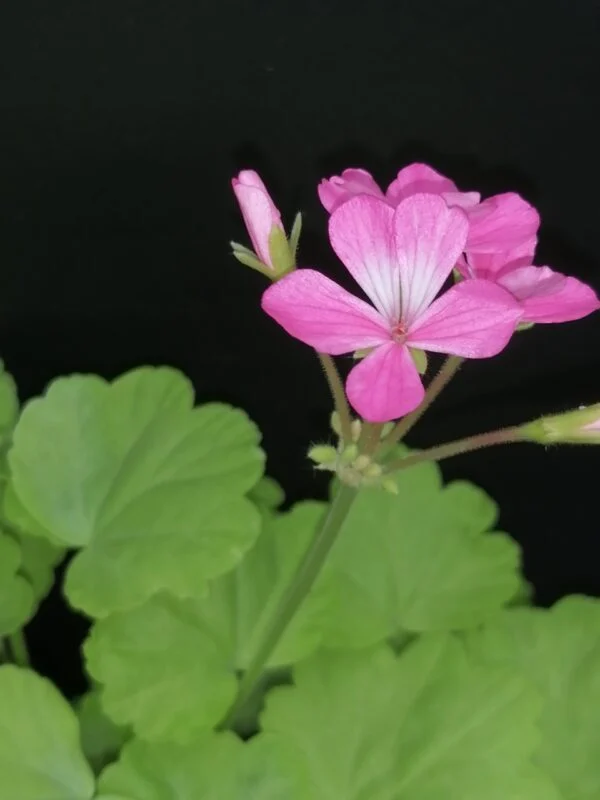 Pelargonium 'Green Gold Petit Pierre', foto 2