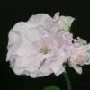 Pelargonium Jackie Gauld, pianta da esterno