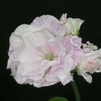 Pelargonium Jackie Gauld
