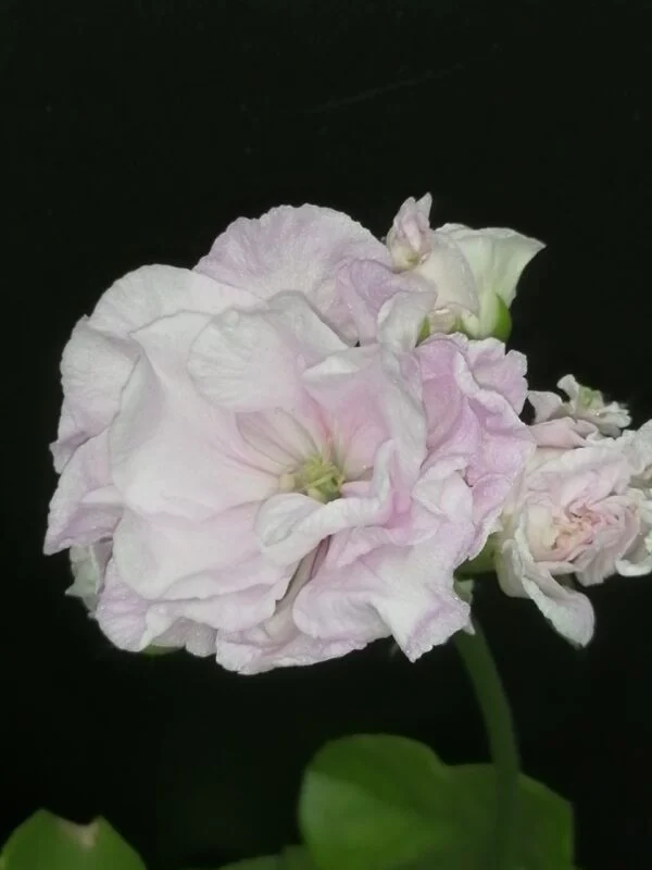 Pelargonium Jackie Gauld, pianta da esterno