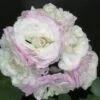 Pelargonium Viva Carolina, pianta da esterno