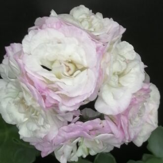 Pelargonium Viva Carolina