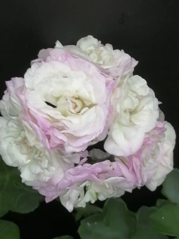 Pelargonium Viva Carolina, pianta da esterno