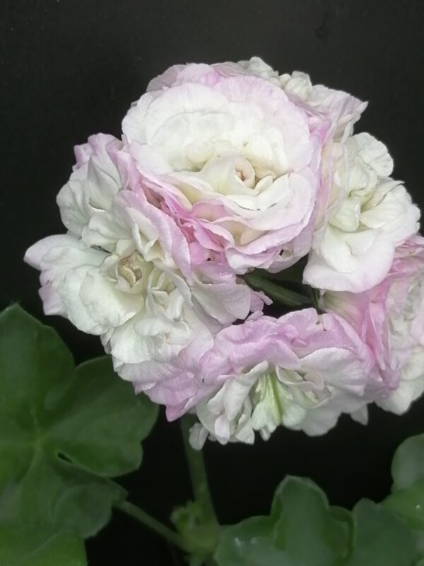 Pelargonium Viva Carolina - immagine 2