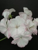 Pelargonium L'Aurore