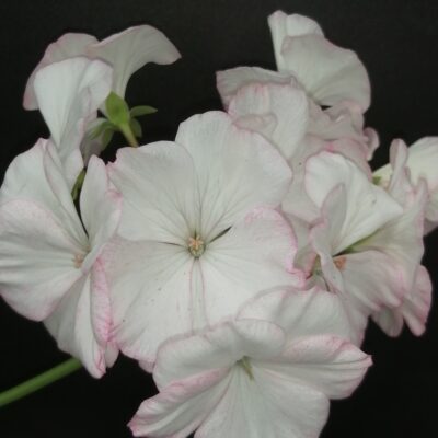 Pelargonium L'Aurore