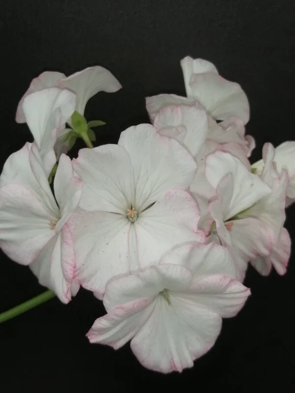 Pelargonium L’Aurore, pianta da esterno