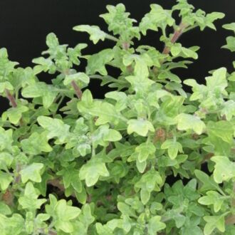 Plectranthus venteri