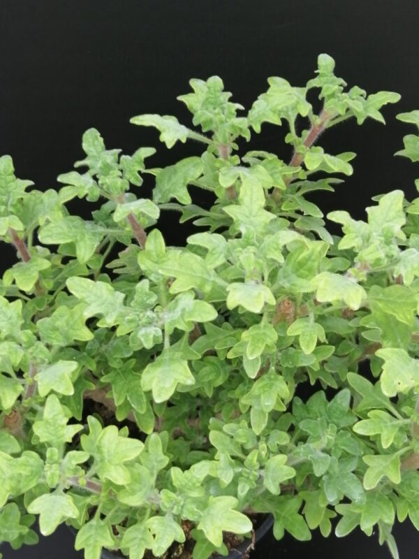 Plectranthus venteri