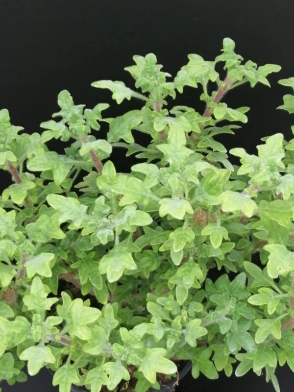 Plectranthus venteri, pianta per orto e cucina