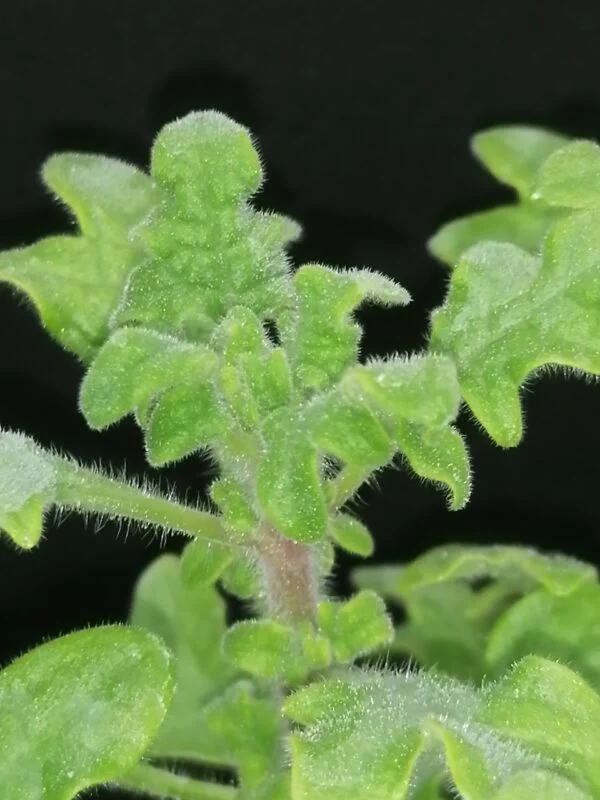 Plectranthus venteri, foto 2