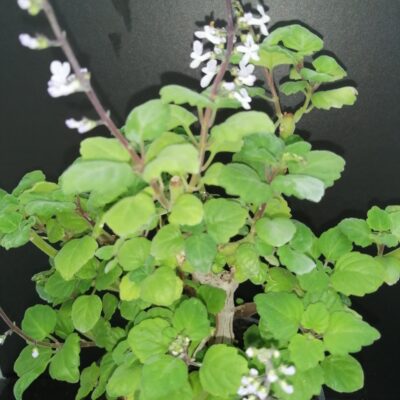 Plectranthus ernstii