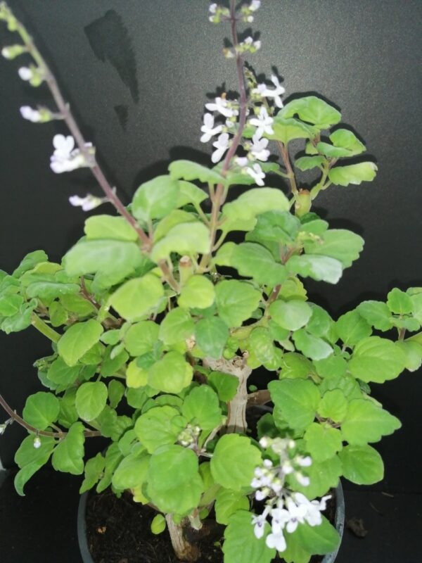 Plectranthus ernstii
