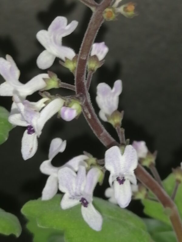 Plectranthus ernstii - immagine 4