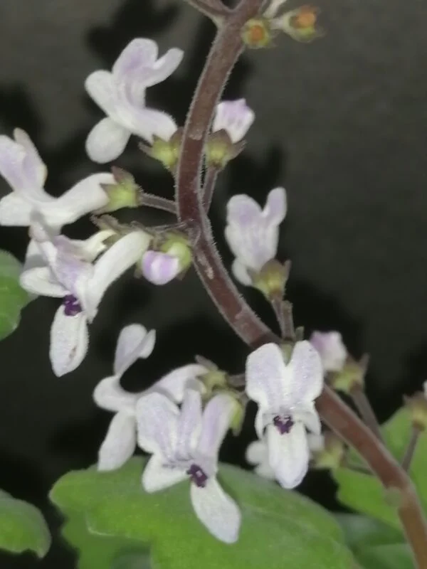 Plectranthus ernstii, foto 4
