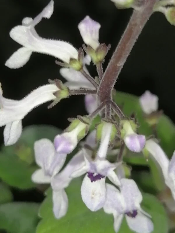 Plectranthus ernstii, foto 5