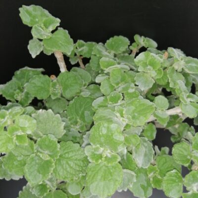 Plectranthus parvifolius