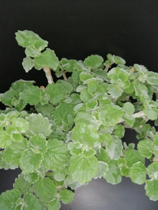 Plectranthus parvifolius, pianta per orto e cucina