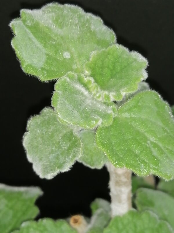 Plectranthus parvifolius - immagine 3