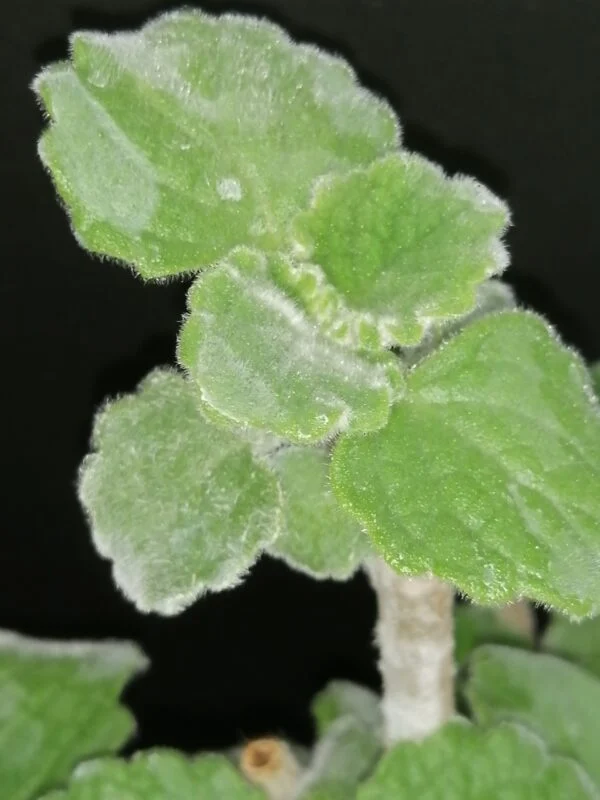 Plectranthus parvifolius, foto 3