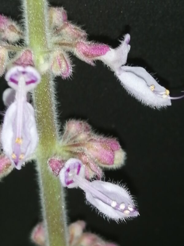 Plectranthus amboinicus '1000 odori' Variegato - immagine 3