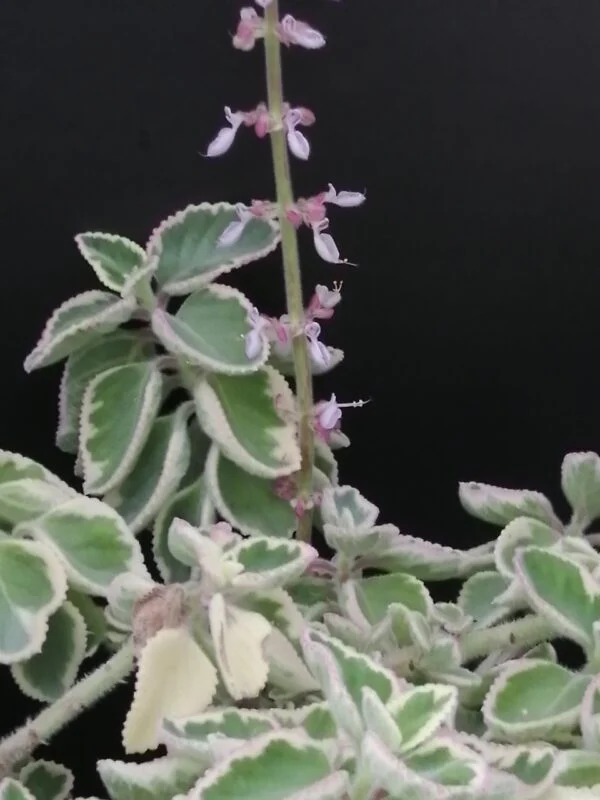 Plectranthus amboinicus Variegato, foto 2