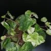 Plectranthus australis Variegato, pianta da interno e da esterno