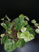 Plectranthus australis Variegato