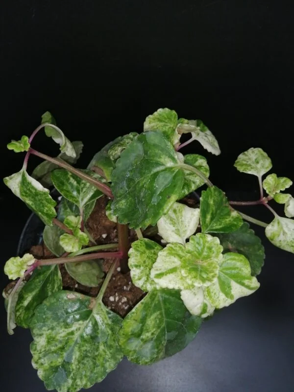 Plectranthus australis Variegato, pianta da interno e da esterno